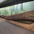 Congaree National Park-SC-022724
