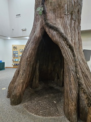 Congaree National Park-SC-022724