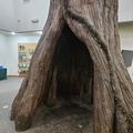 Congaree National Park-SC-022724
