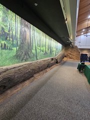 Congaree National Park-SC-022724