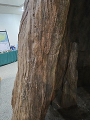 Congaree National Park-SC-022724