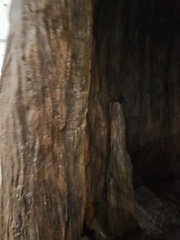 Congaree National Park-SC-022724