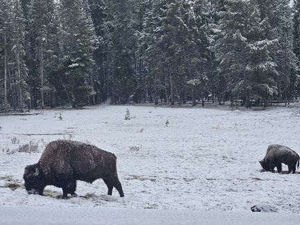 Glacier and Yellowstone NPs May 2024-Day 6