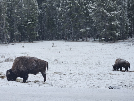 Glacier and Yellowstone NPs May 2024-Day 6