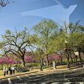 Seein' the DMV-Cherry Blossoms and More 040125