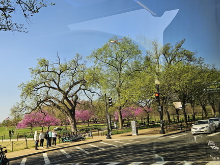 Seein' the DMV-Cherry Blossoms and More 040125