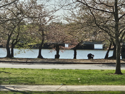 Seein' the DMV-Cherry Blossoms and More 040125