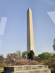 Seein' the DMV-Cherry Blossoms and More 040125
