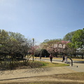 Seein' the DMV-Cherry Blossoms and More 040125