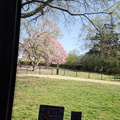 Seein' the DMV-Cherry Blossoms and More 040125