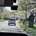Seein' the DMV-Cherry Blossoms and More 040125