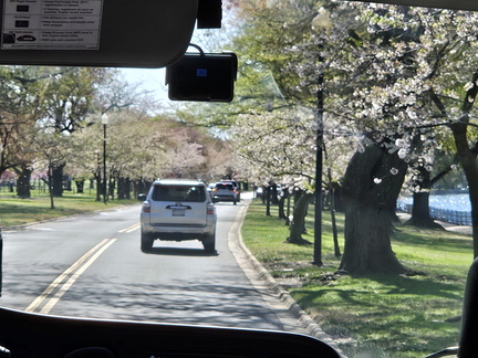 Seein' the DMV-Cherry Blossoms and More 040125