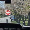 Seein' the DMV-Cherry Blossoms and More 040125