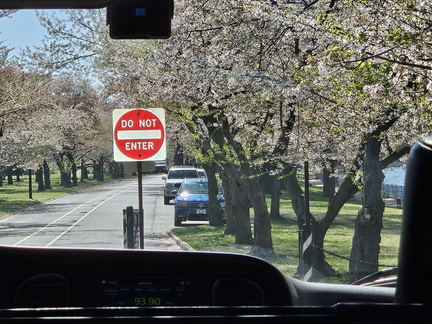 Seein' the DMV-Cherry Blossoms and More 040125