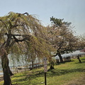 Seein' the DMV-Cherry Blossoms and More 040125