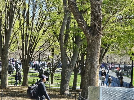 Seein' the DMV-Cherry Blossoms and More 040125
