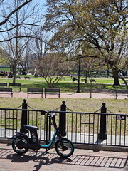 Seein' the DMV-Cherry Blossoms and More 040125