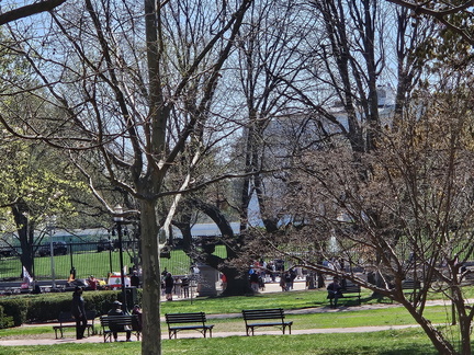 Seein' the DMV-Cherry Blossoms and More 040125
