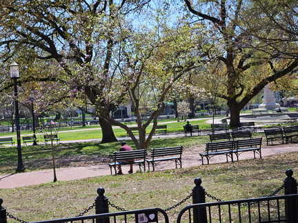Seein' the DMV-Cherry Blossoms and More 040125