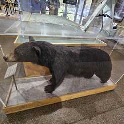 Romeo-AtMLA-NC-TN-NMAAC-Oct 2025