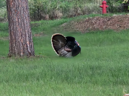 5 Parks in 5 Days-Day 4-Wind Cave NP-052225