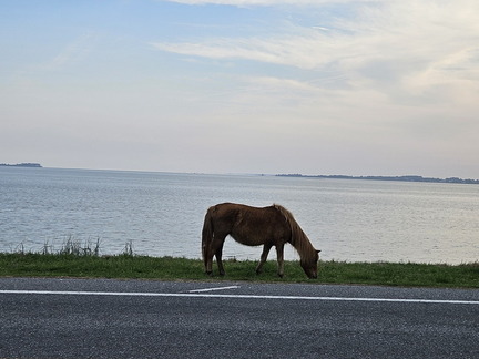 Seein' the DMV-Ocean City-Assateague Island-050125