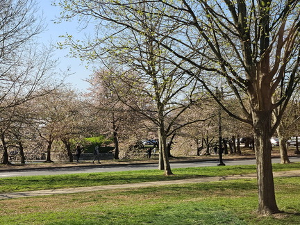 Seein' the DMV-Cherry Blossoms and More-040125