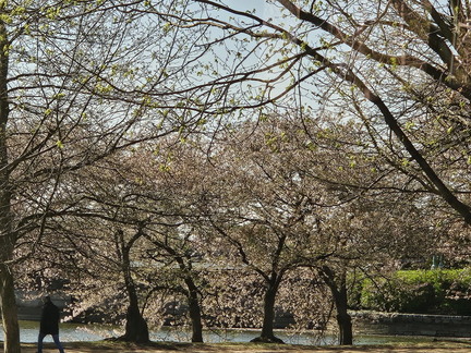 Seein' the DMV-Cherry Blossoms and More-040125