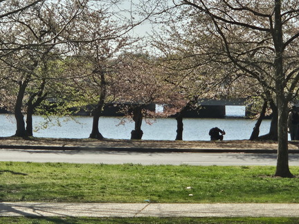 Seein' the DMV-Cherry Blossoms and More-040125