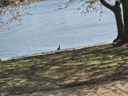 Seein' the DMV-Cherry Blossoms and More-040125
