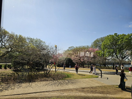 Seein' the DMV-Cherry Blossoms and More-040125