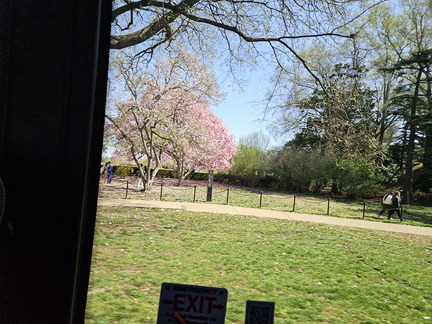 Seein' the DMV-Cherry Blossoms and More-040125