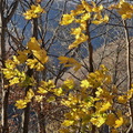 New River Gorge NP-110924