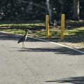 Biscayne NP-110124