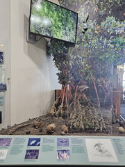 Biscayne NP-110124