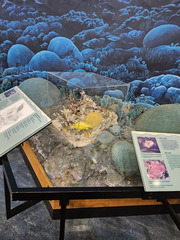 Biscayne NP-110124