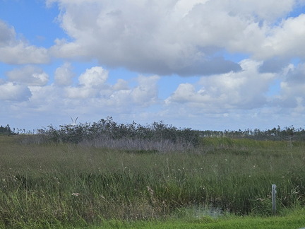Everglades NP-110124