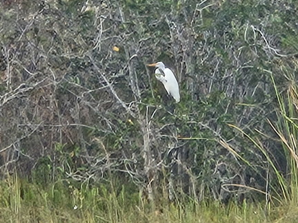 Everglades NP-110124