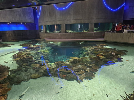 With the Fishes-National Aquarium-062824