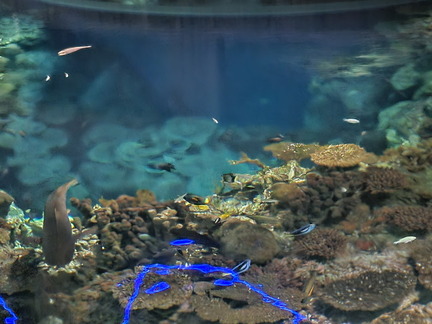 With the Fishes-National Aquarium-062824