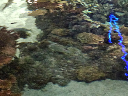 With the Fishes-National Aquarium-062824