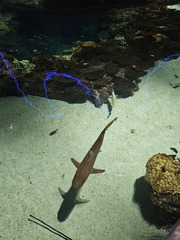 With the Fishes-National Aquarium-062824