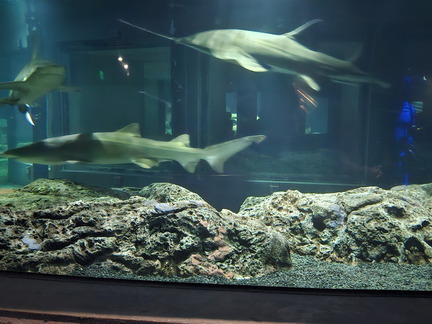 With the Fishes-National Aquarium-062824