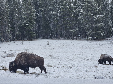 Glacier and Yellowstone NPs-May 2024-Day 6