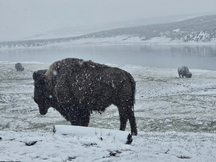 Glacier and Yellowstone NPs-May 2024-Day 6