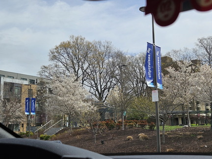 Seein' the DMV-Cherry Blossoms Cruise-032624