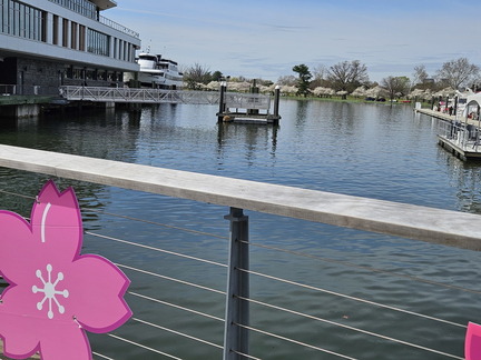 Seein' the DMV-Cherry Blossoms Cruise-032624