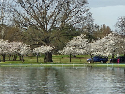 Seein' the DMV-Cherry Blossoms Cruise-032624