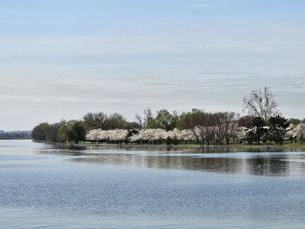Seein' the DMV-Cherry Blossoms Cruise-032624