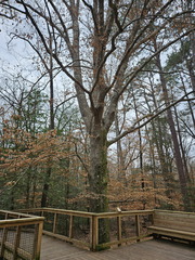 Two National Parks-Congaree NP-022724